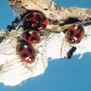 thumbnail for publication: Cottony Cushion Scale, Icerya purchasi Maskell (Insecta: Hemiptera: Margarodidae)